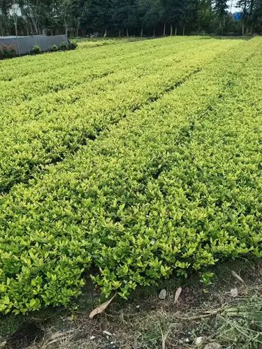 mile米乐m6官网：适合打底线的网球拍有哪些